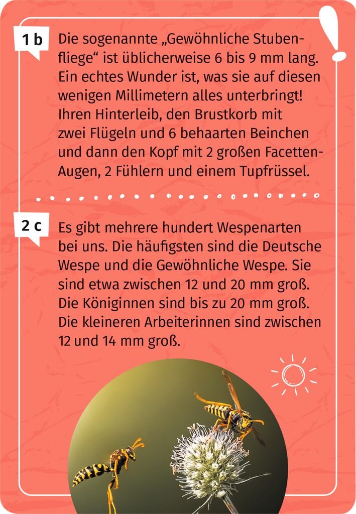 Expedition Natur Mein Becherlupen-Forscherquiz Vanellas Spielewelt